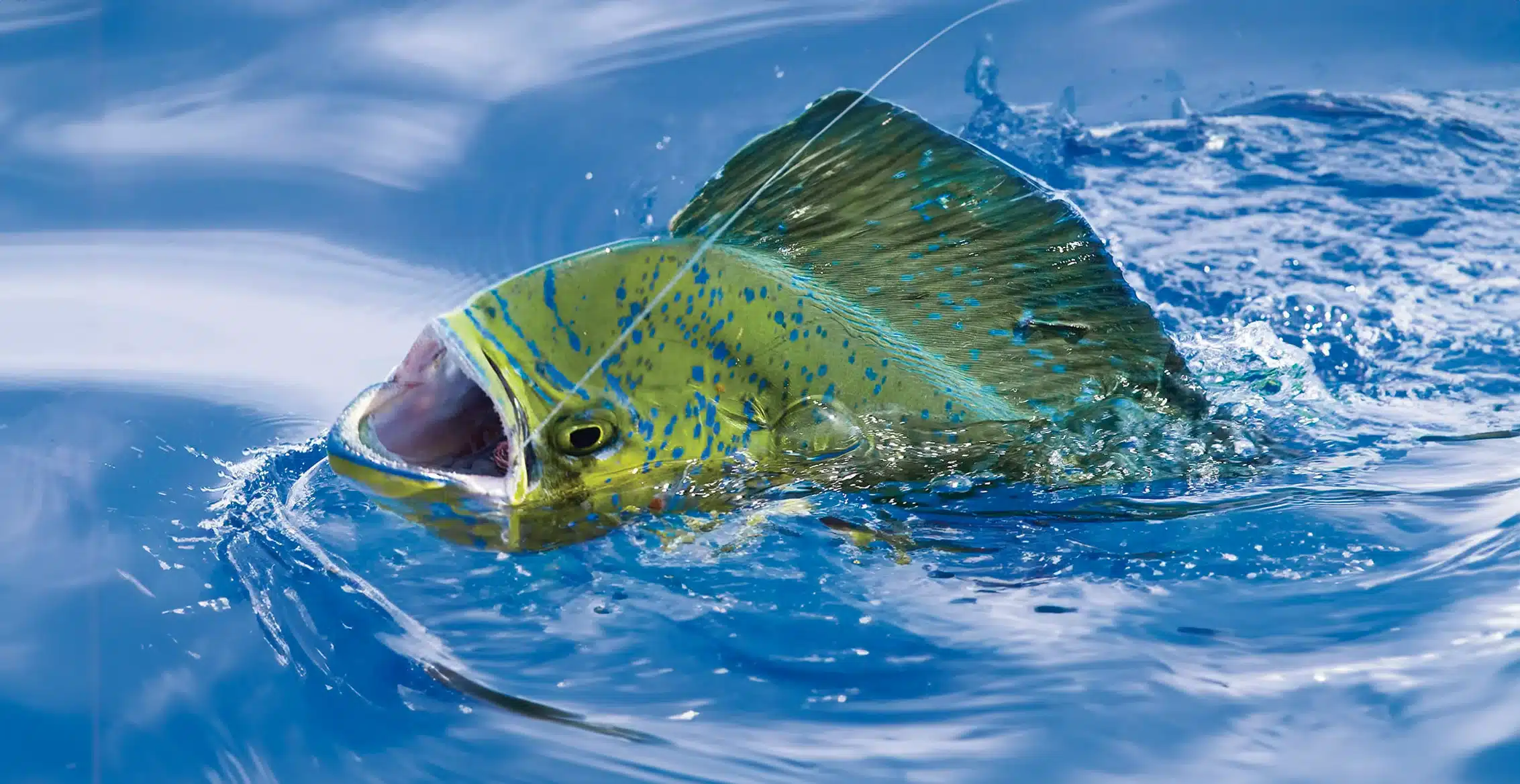 Offshore fishing in the Florida Keys